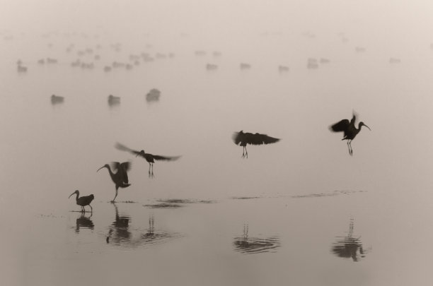 雾中的鸟儿图片下载