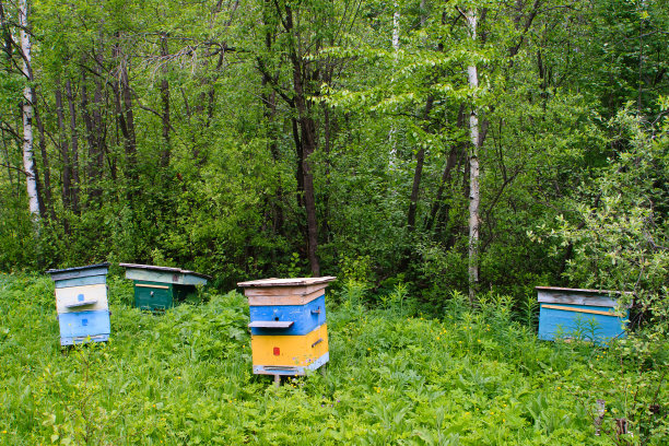 森林养蜂场图片下载