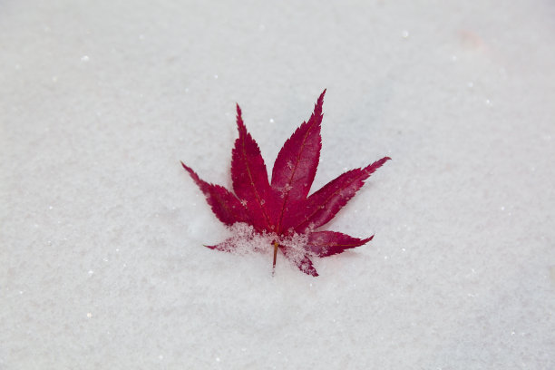 枫叶在雪地里图片下载