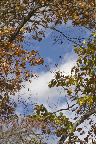 秋季下降图片下载