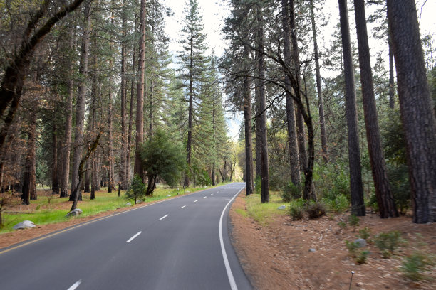 森林中的弯路图片下载