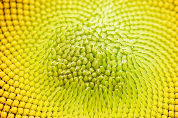 美丽温暖的向日葵close图片下载