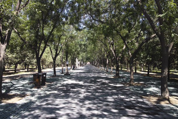 这条路被树荫覆盖着图片下载