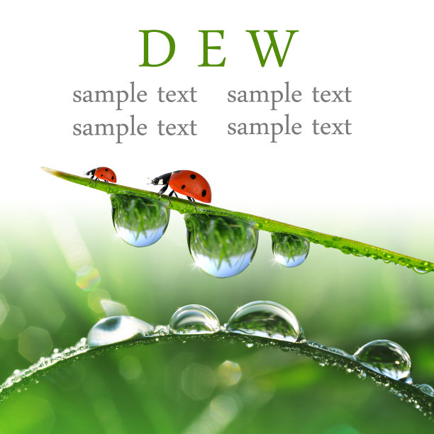 露水和瓢虫图片下载