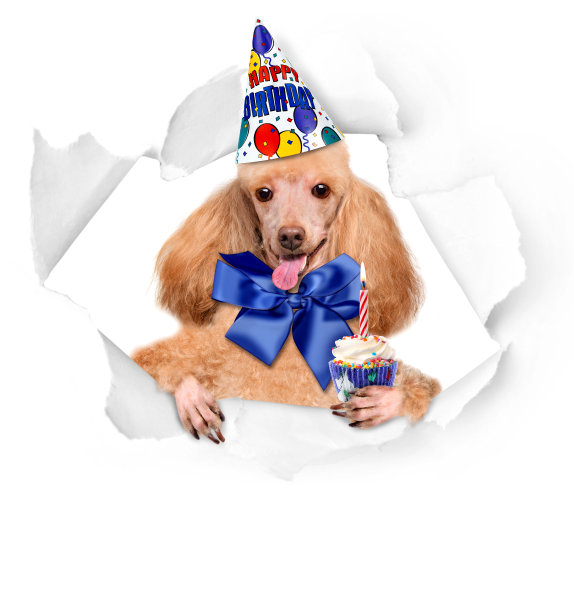 生日狗和纸杯蛋糕。图片下载
