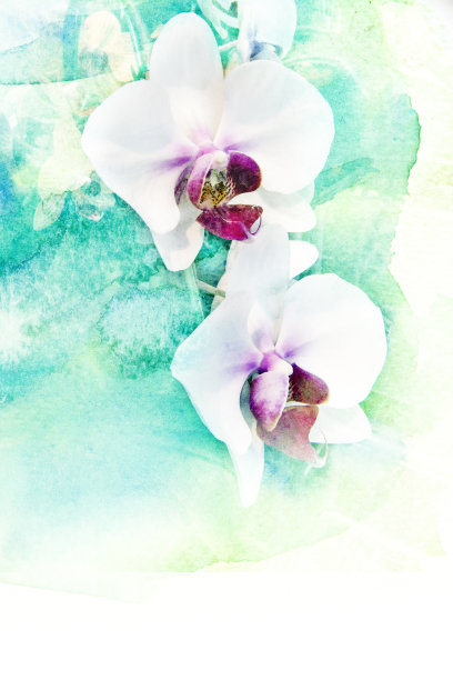 花水彩插图。图片下载