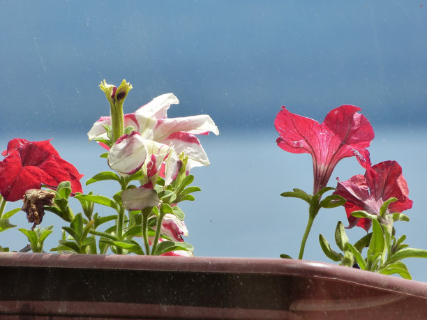 春天的花图片下载