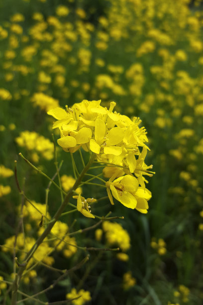 花田芥菜，特写图片下载