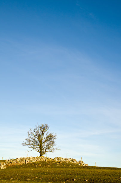 树的顶部图片下载