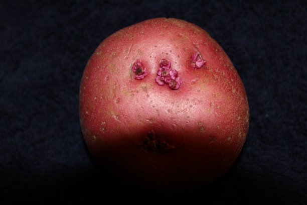 土豆在树荫下图片下载