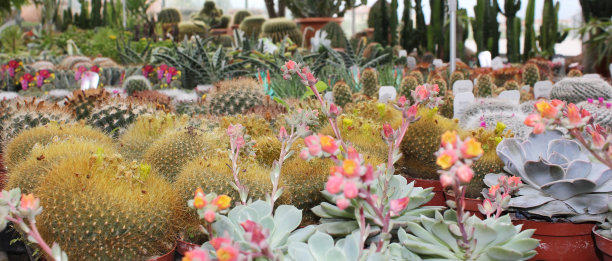 多汁的植物。图片下载