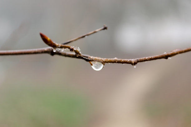 落在大树枝上图片下载