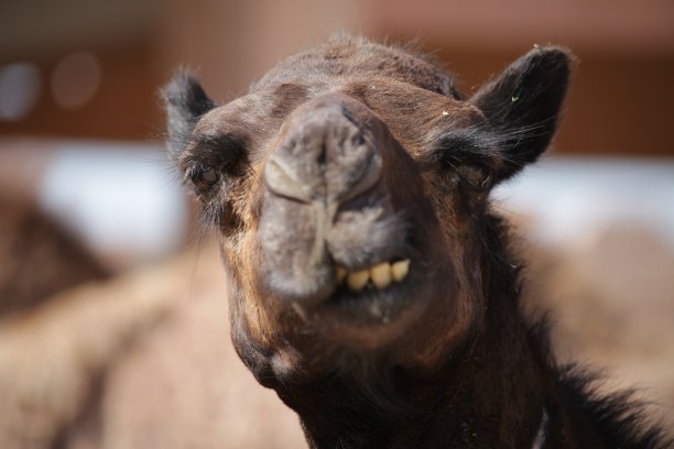 阿拉伯联合酋长国骆驼的特写图片下载