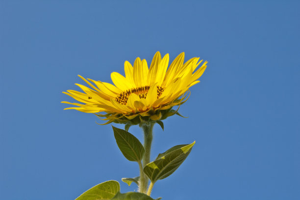 向日葵图片下载