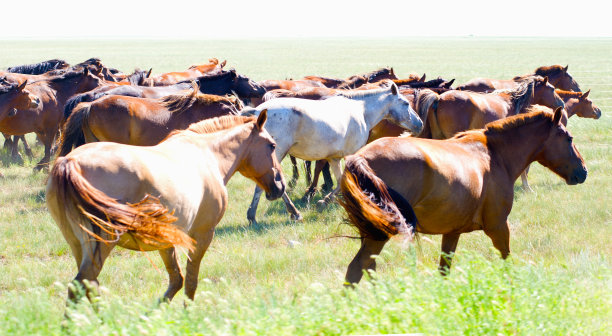 尘土中的奔跑野马图片下载