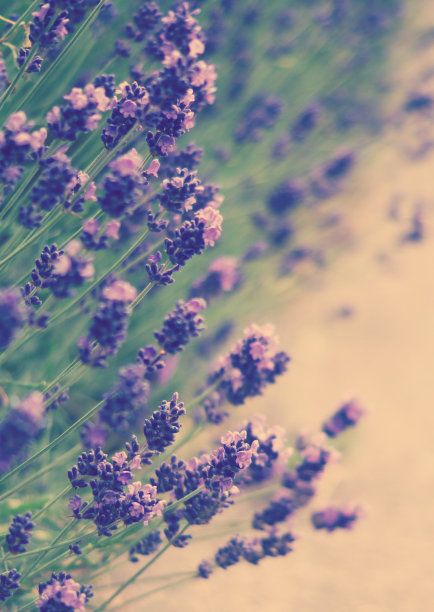 薰衣草图片下载