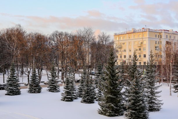 雪中的松树图片下载