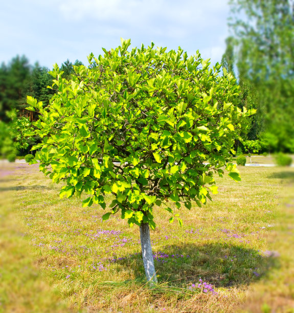 公园里孤独的树图片下载