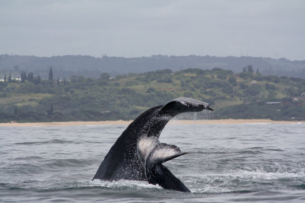 座头鲸幼崽和母亲图片下载