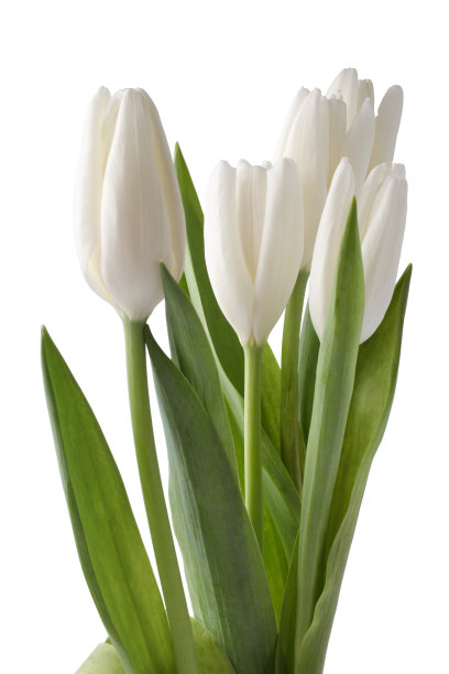 白色郁金香图片下载