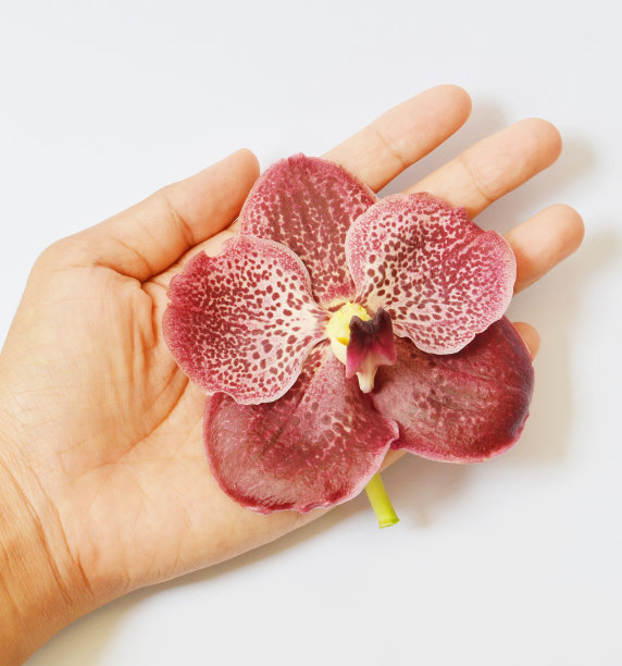 违反兰花图片下载