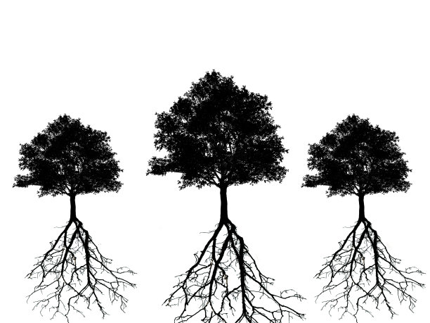 孤立的树图片下载