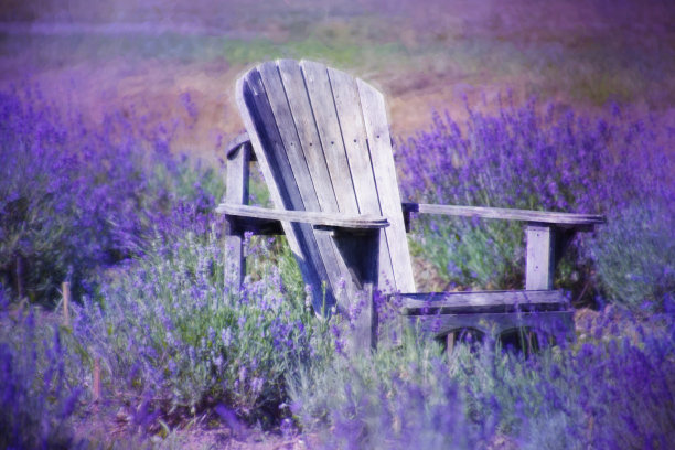 阿迪朗达克的紫色旧椅子，在薰衣草花地上图片下载