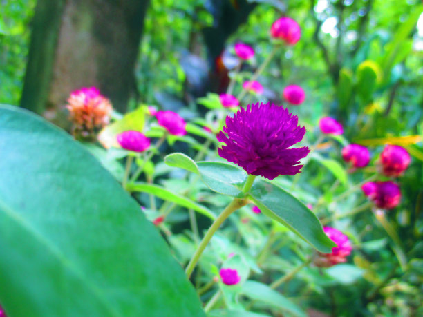 Gomphrena花图片下载