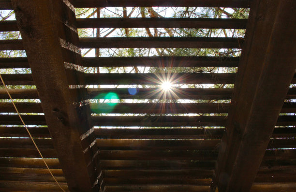 阳光透过树木和树林图片下载