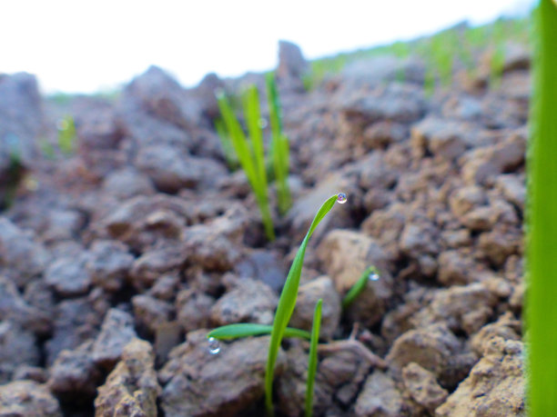 小麦幼芽图片下载