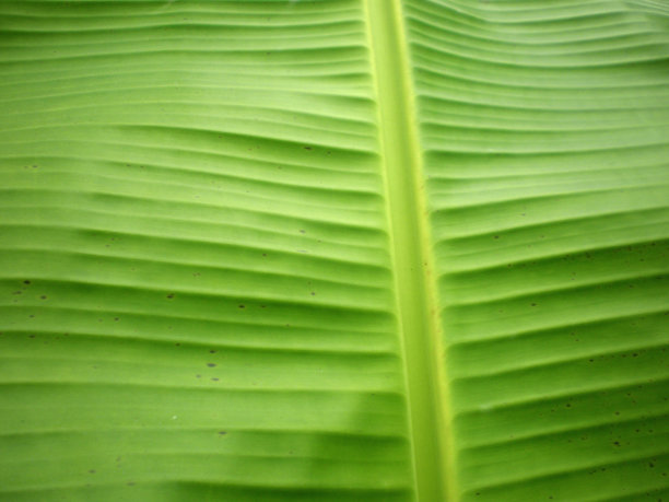 香蕉叶子图片下载