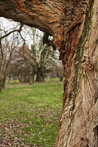 树木在森林图片下载