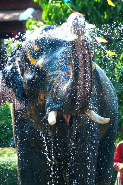 小象泼水。图片下载