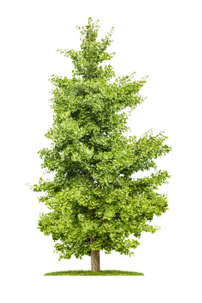 孤立的银杏树在白色的背景图片下载