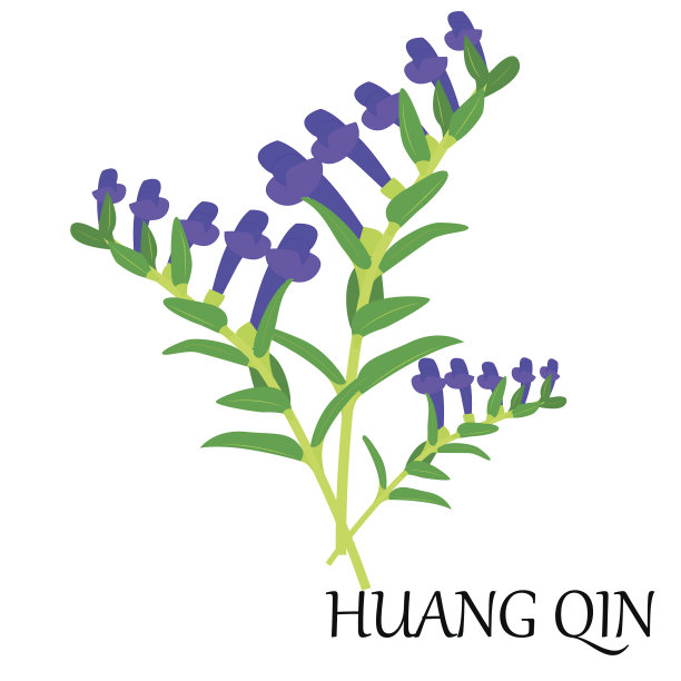 黄芩素材图片