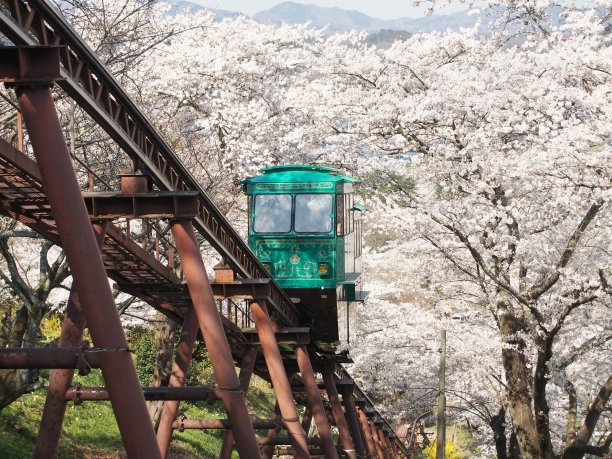 斜道车穿过樱花(樱花)隧道图片下载
