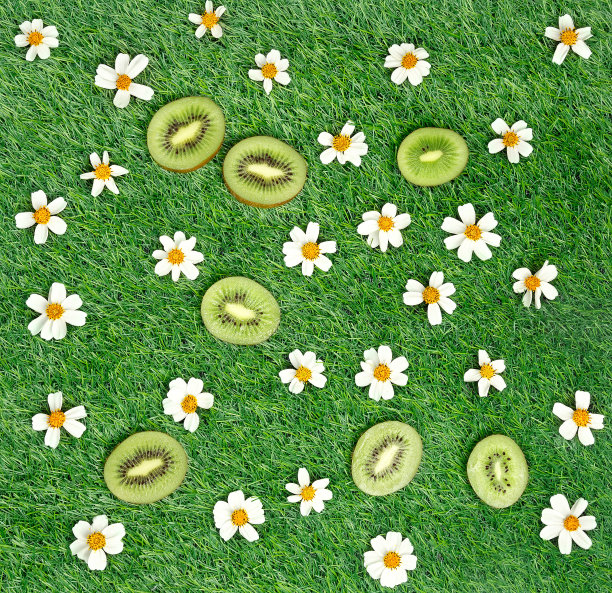 洋甘菊猕猴桃片图片下载