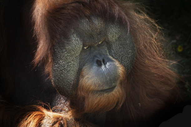 大型雄性猩猩脸部特写图片下载