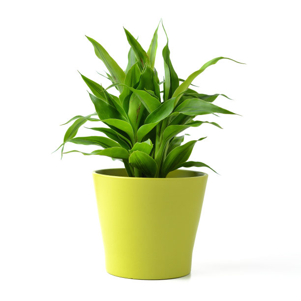 幸运的竹子图片下载