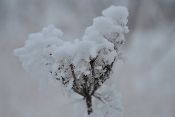 花上的雪图片下载