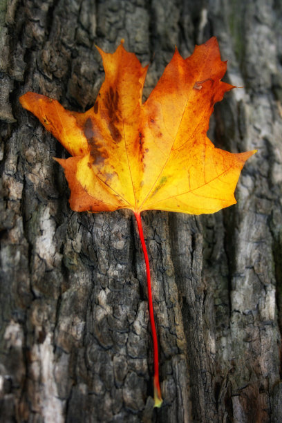 秋天的叶子图片下载