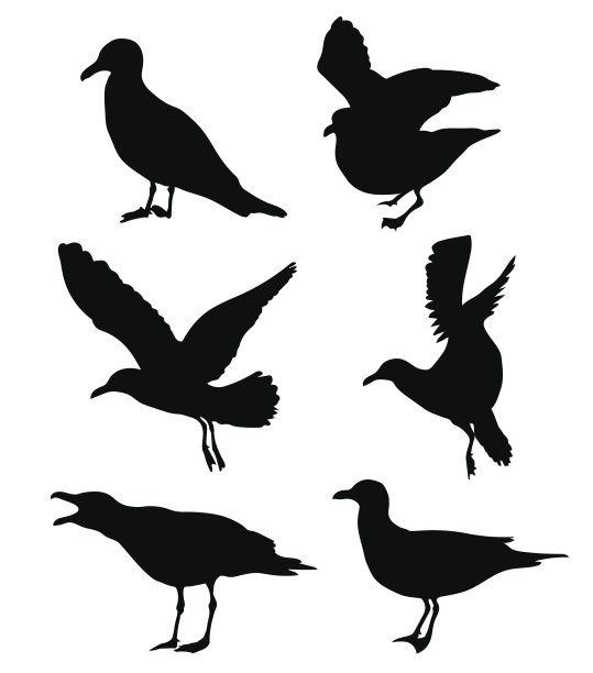 海鸥的剪影图片下载