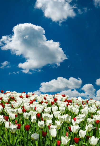 美丽的春天的花朵图片下载