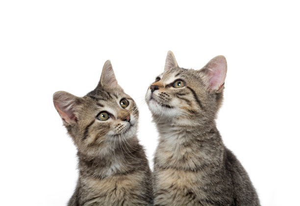 两个虎斑小猫图片下载