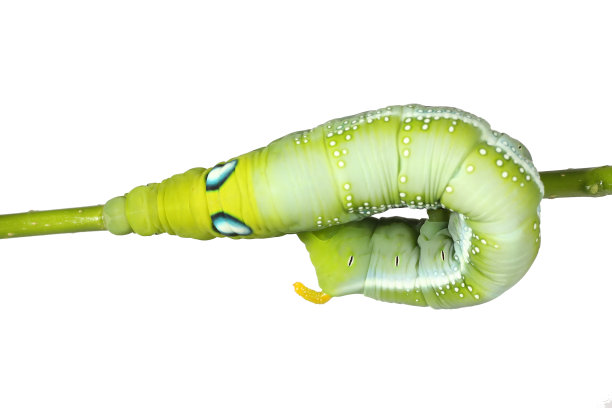 毛毛虫图片下载