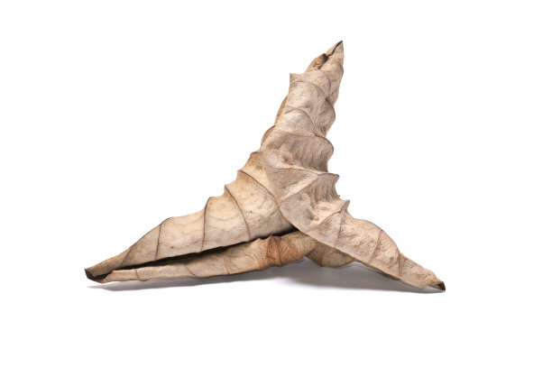 白色背景上的干荷叶图片下载