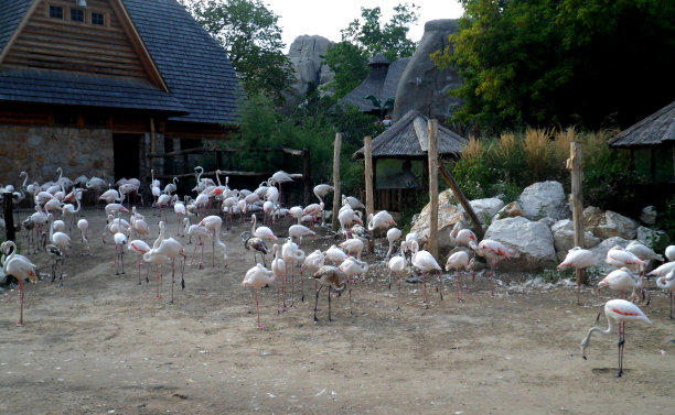 火烈鸟图片下载