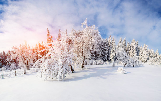 树木在冬天图片下载