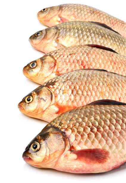 鲫鱼鱼图片下载