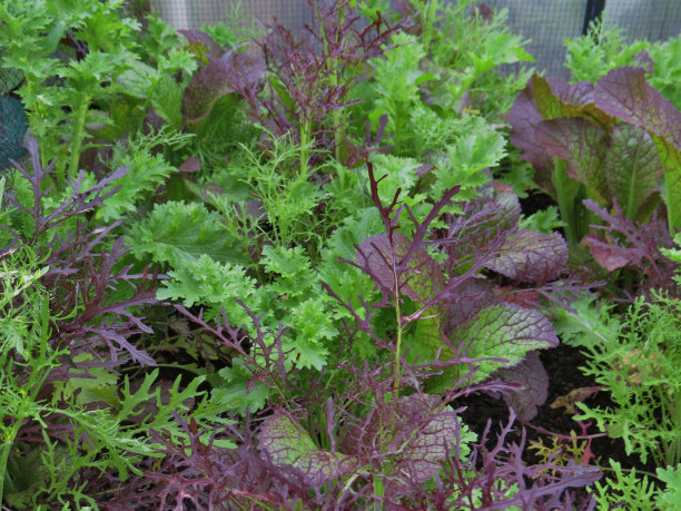 日益增长的蔬菜色拉图片下载